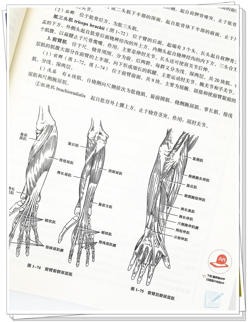 人体解剖学 邵水金 学生课本本科 新世纪第五5版中医药行业高等教育十四五规划教材 第十一版 书籍 中国中医药出版社 医学书籍书 - 图2