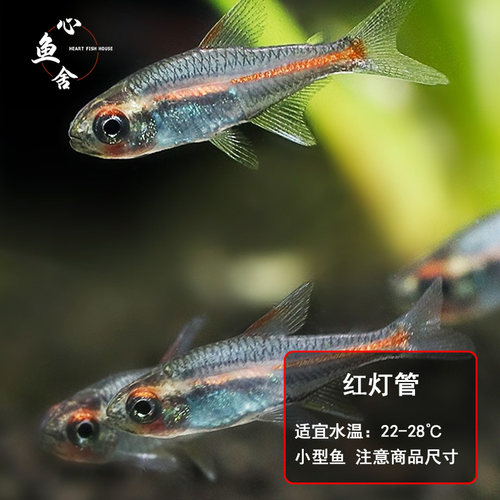 红绿灯鱼宝莲灯鱼小型热带鱼玻璃灯科鱼合集活群游鱼钻石灯红灯管 - 图1