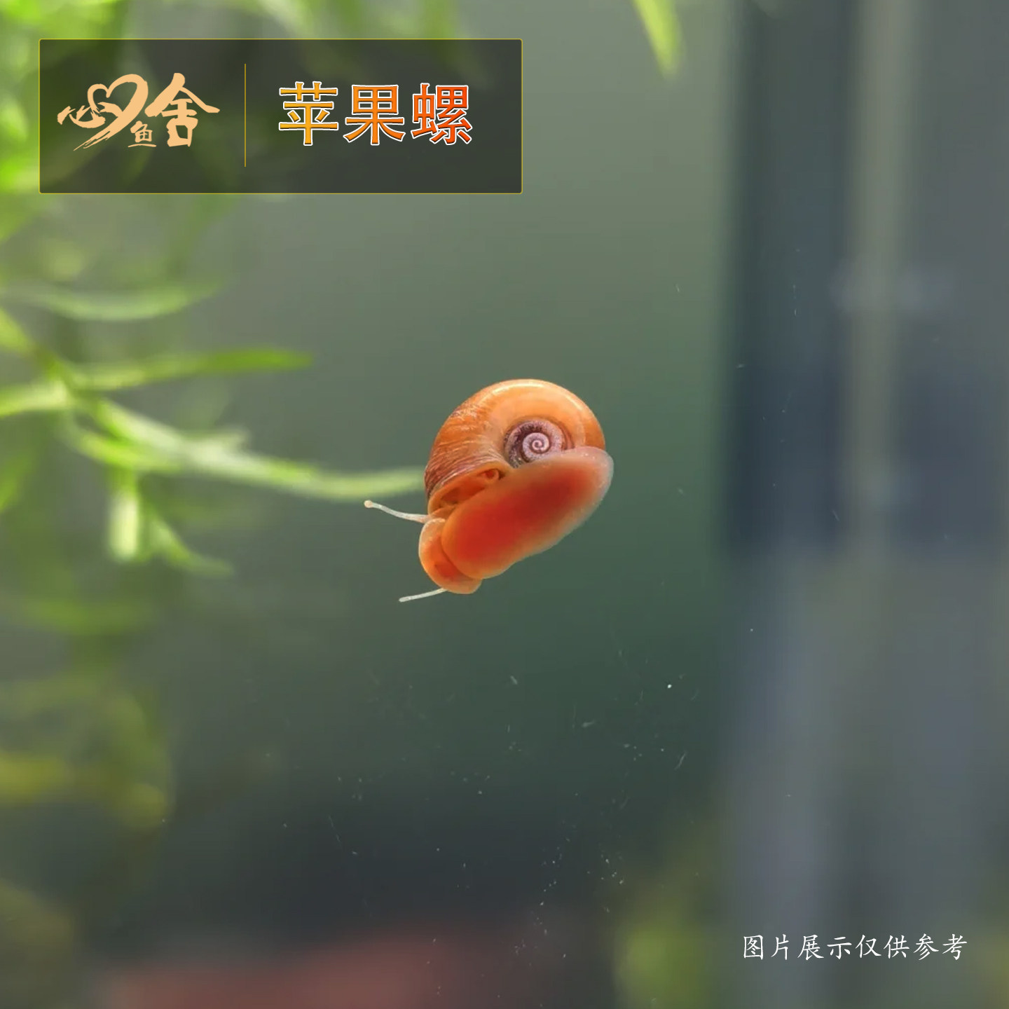 苹果螺活体观赏螺淡水螺类宠物新手最爱鱼缸清洁除藻螺苹果螺饲料,淘宝优惠券,粉丝福利购,淘宝优惠卷