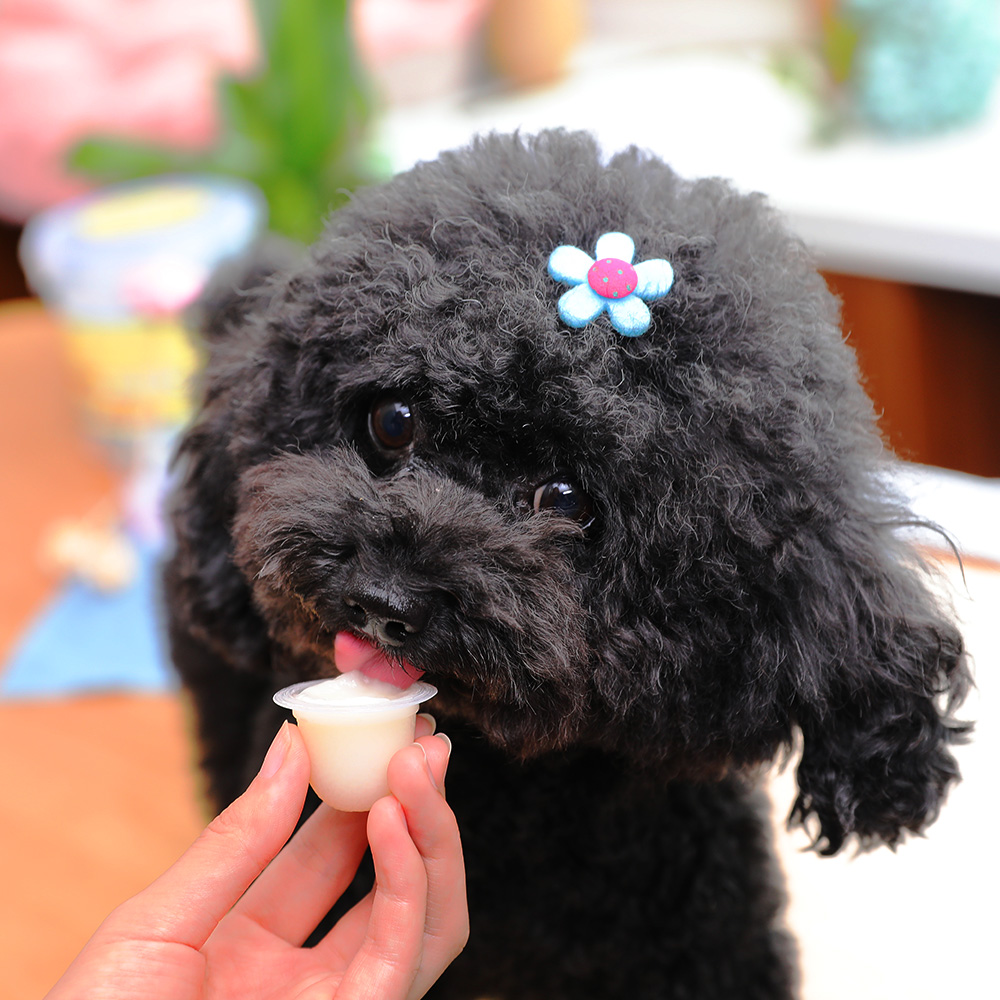 both山羊奶布丁成犬羊奶果冻宠物狗狗幼犬泰迪金毛狗糖舔舔乐零食 - 图3