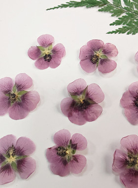 DIY手工压花干花标本装饰