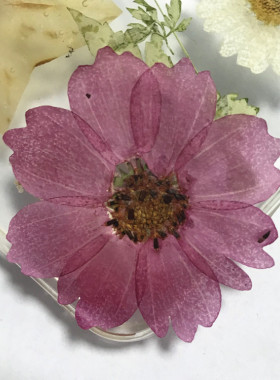 波斯菊紫色滴胶教学diy手工干花