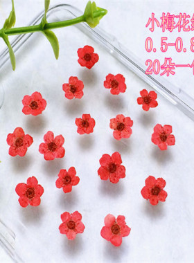 水仙花梅花押花标本干花diy美甲