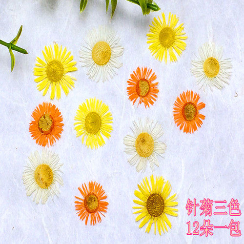 针菊 金针菊滴胶干花diy手工花材植物教学标本天然真花押花材料 - 图0