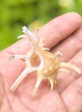 天然千手海螺贝壳螺鹿角骨螺鱼缸水族箱造景装饰摆件礼物标本收藏