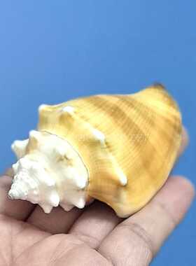 金拳凤凰螺天然贝壳海螺工艺品摆件地中海家居装饰鱼缸水族造景
