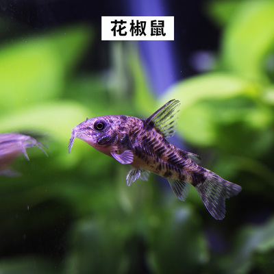 黄金胡子鱼缸清道夫迷彩淡水水族箱水草虾除藻工具鱼清洁鱼缸除藻-图3