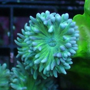 澳洲灯琴 海水鱼观赏鱼珊瑚活体小丑鱼/LPS - 图1