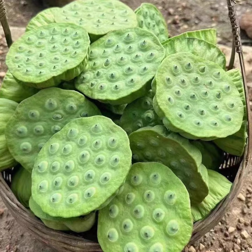 莲藕种根苗荷花苗盆栽水养莲花大型食用池塘观赏睡莲水培碗莲种藕 - 图0