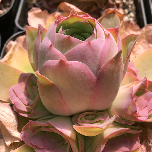 一物一拍黄金帕尔马山地玫瑰多肉植物粉红山地稀有物种 - 图2