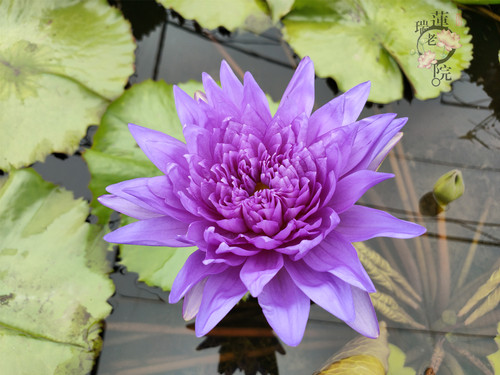 进口热带名贵品种睡莲 泰国国王 莲花苗庭院水生植物花卉水景观赏 - 图0