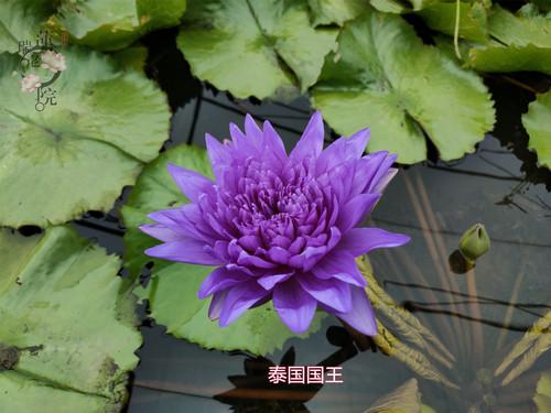 进口热带名贵品种睡莲 泰国国王 莲花苗庭院水生植物花卉水景观赏 - 图2