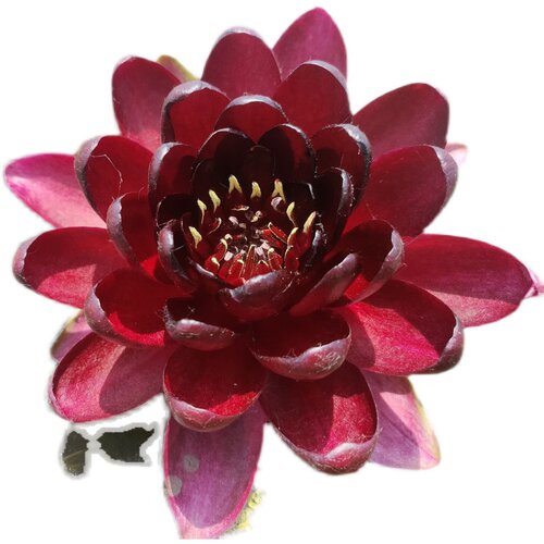 进口名贵稀有花卉精品耐寒香水睡莲带花苞苗黑红色--盆栽--黑公主 - 图3