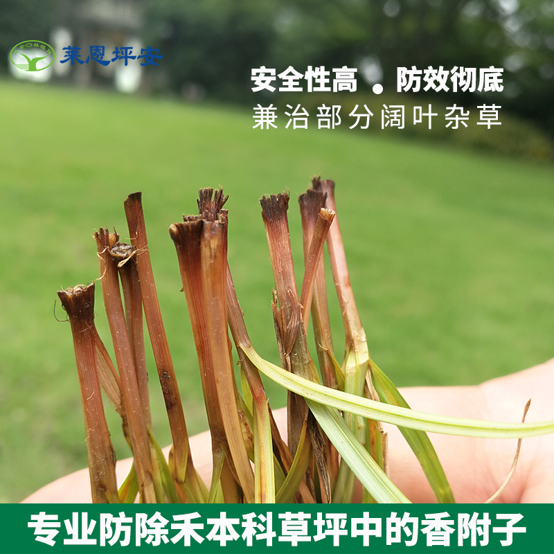 莱恩坪安镢莎禾本科草坪早熟禾高羊茅黑麦草防除莎草香附子除草剂 - 图2