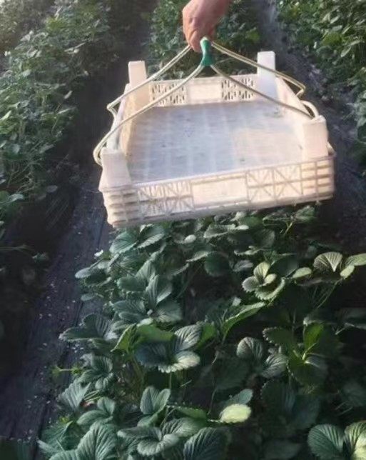 大棚用品草莓盆提手钩盆器适合直径42厘米以下所有盆子大小通用,淘宝优惠券,粉丝福利购,淘宝优惠卷