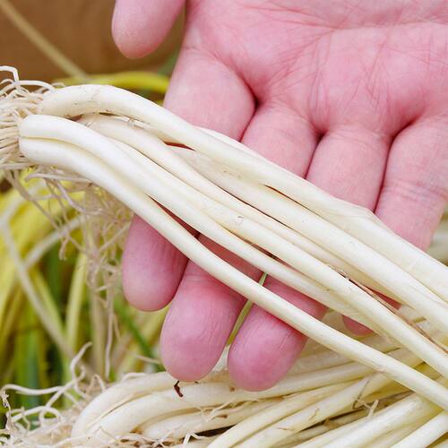 2025新货江西荞头新鲜现挖藠头去须叶时令新鲜蔬菜茭白小蒜茭叫头 - 图2