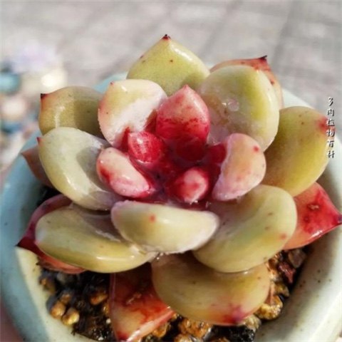 贵货韩国进口糖心雪天使巨型多肉状态好5-7cm糖心明显,淘宝优惠券,粉丝福利购,淘宝优惠卷