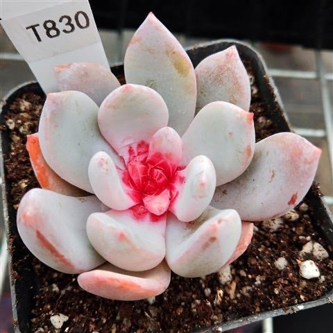 贵货韩国进口糖心雪天使巨型多肉状态好5-7cm糖心明显,淘宝优惠券,粉丝福利购,淘宝优惠卷