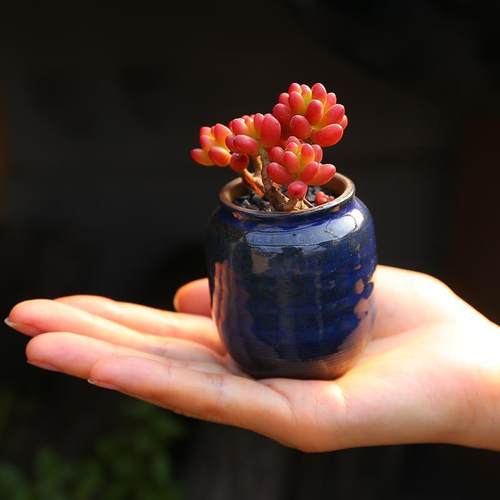 精选虹之玉多肉植物小老桩肉肉组合盆栽办公室内桌面防辐射花卉 - 图3