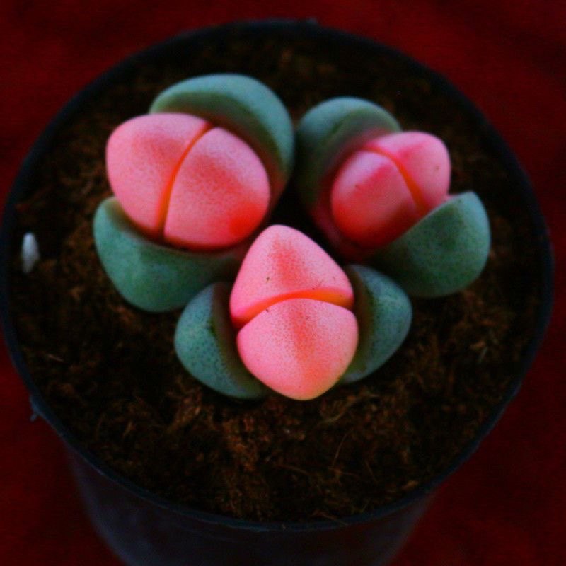 新品元宝番杏科粉色植物多肉稀有品种办公室盆栽阳台绿植,淘宝优惠券,粉丝福利购,淘宝优惠卷