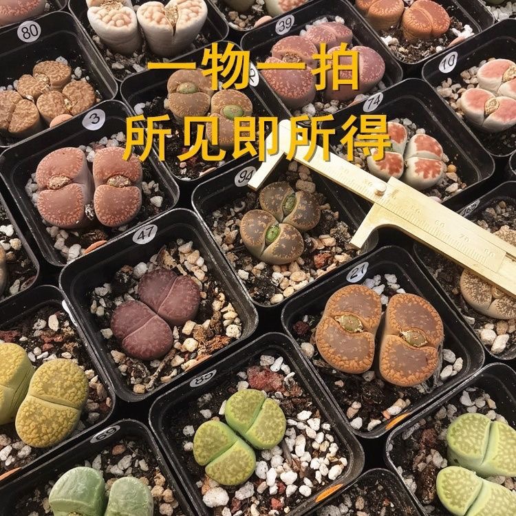 多肉植物双头生石花彩色贵货整盆拼盘新手好养开花室内盆栽屁股花-图0