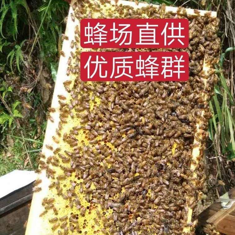 中蜂蜂群带王蜜蜂活体养殖带子脾阿坝中蜂带蜂箱中华土蜂出售笼蜂 - 图2