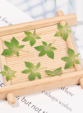 押花混合干花干花材料包
