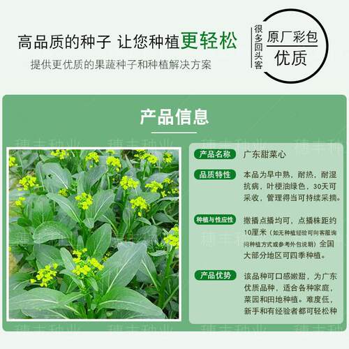 广东甜菜心种子四季油菜心青菜籽耐热大田农家阳台盆栽蔬菜种孑子 - 图1