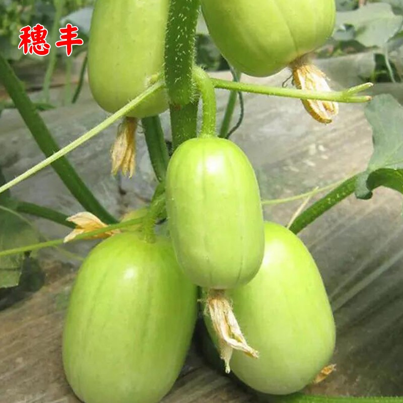 迷你玉女黄瓜种子水果黄瓜金童小黄瓜种籽四季阳台盆栽庭院蔬菜子-图0
