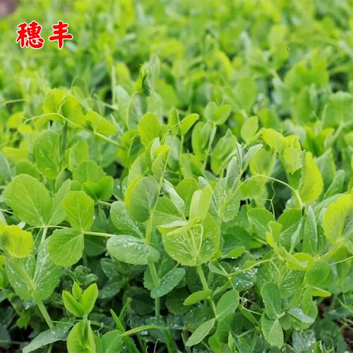 无须豌豆苗种籽豌豆种籽尖芽苗菜种子四季农家龙须豌豆苗蔬菜种孑 - 图1