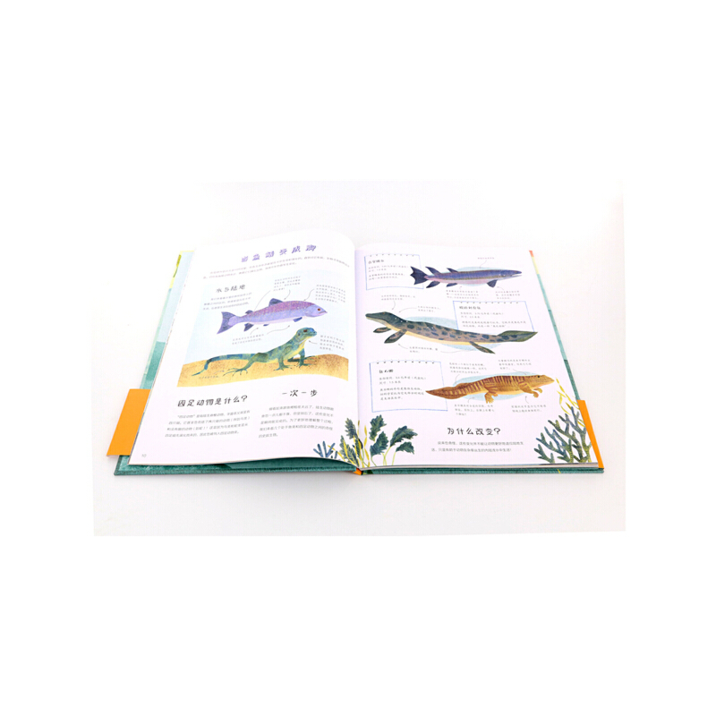 生命的旅程从鱼到人 小学生科普读生命简史绘本 儿童科普动物进化自然规律生命进程地球生命演化过程 写给孩子的科普绘本 - 图2