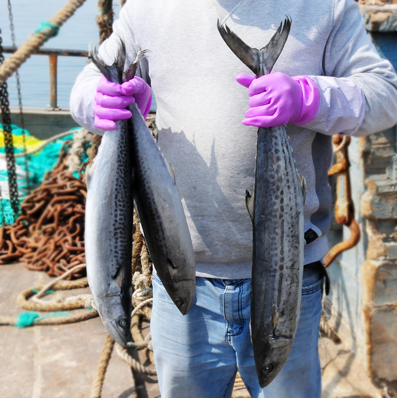 青岛特大鲅鱼鲜活冷冻蓝点马鲛鱼新鲜海鱼大整条5斤大鱼生鲜10 20 - 图1