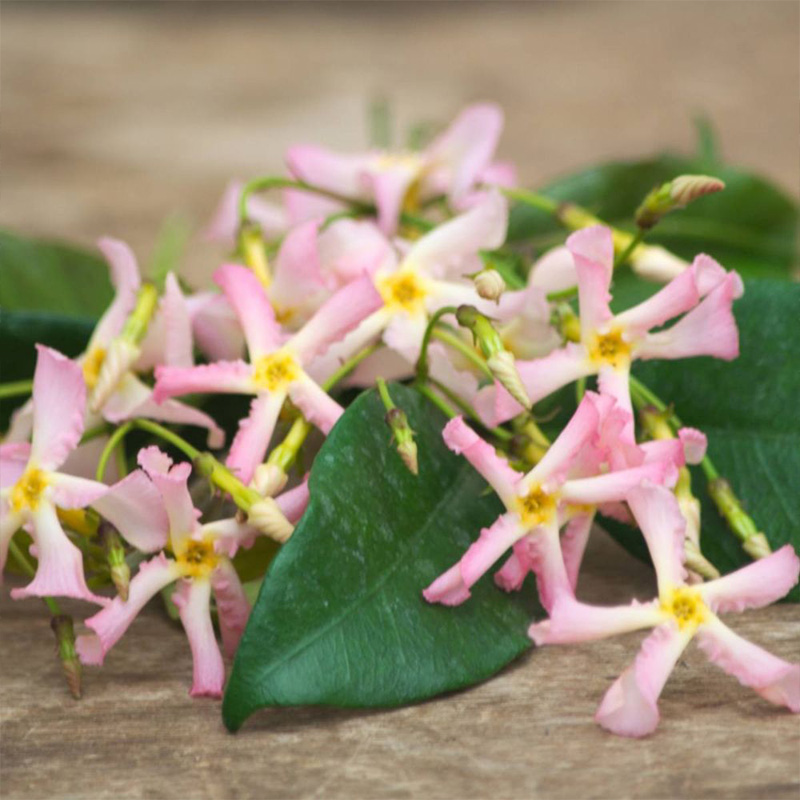 络石粉色洗礼风车茉莉大苗庭院别墅花园爬藤植物-图1