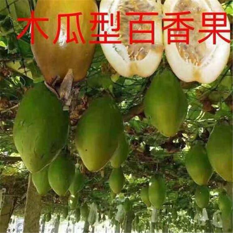 原装百香果种子香蕉百香果金蜜木瓜一包约百粒阳台盆栽多年生种孑 - 图2