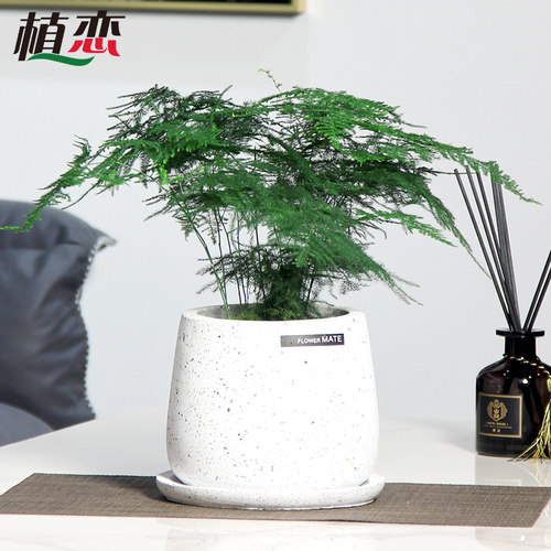 小文竹盆栽文竹盆景绿植花卉净化空气植物喜阴观叶客厅室内办公桌 - 图2