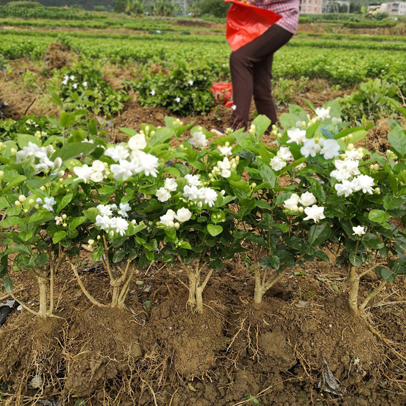 横县重瓣茉莉花苗白茉莉盆栽盆景四季绿植花卉老桩树桩根植物室内