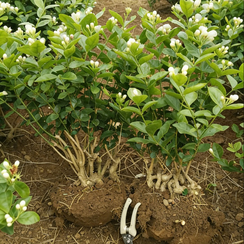 广西横县重瓣茉莉花苗白茉莉盆栽盆景四季绿植花卉老桩树桩根植物 - 图2