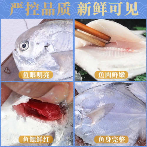 鲳鱼4斤银鲳鱼舟山东海白鲳鱼平鱼新鲜冷冻昌鱼深海鲜活海鲜水产 - 图2