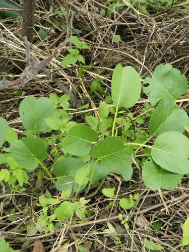 新鲜红花马鞍藤二叶红薯厚藤海风藤苗猴子藤苗500克 - 图0