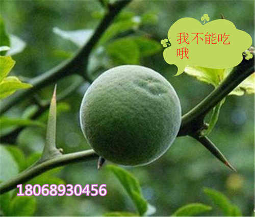 造刺树苗枸橘苗枳壳苗枸橘种子庭院果园防盗护栏篱笆墙带刺植物 - 图1