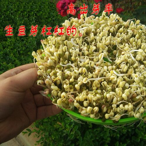 2025年新鲜绿豆 五谷杂粮人工精选农家明绿豆生豆芽肉多皮薄 500g - 图0