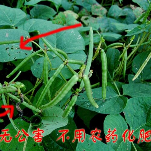 2025年新鲜绿豆 五谷杂粮人工精选农家明绿豆生豆芽肉多皮薄 500g - 图2
