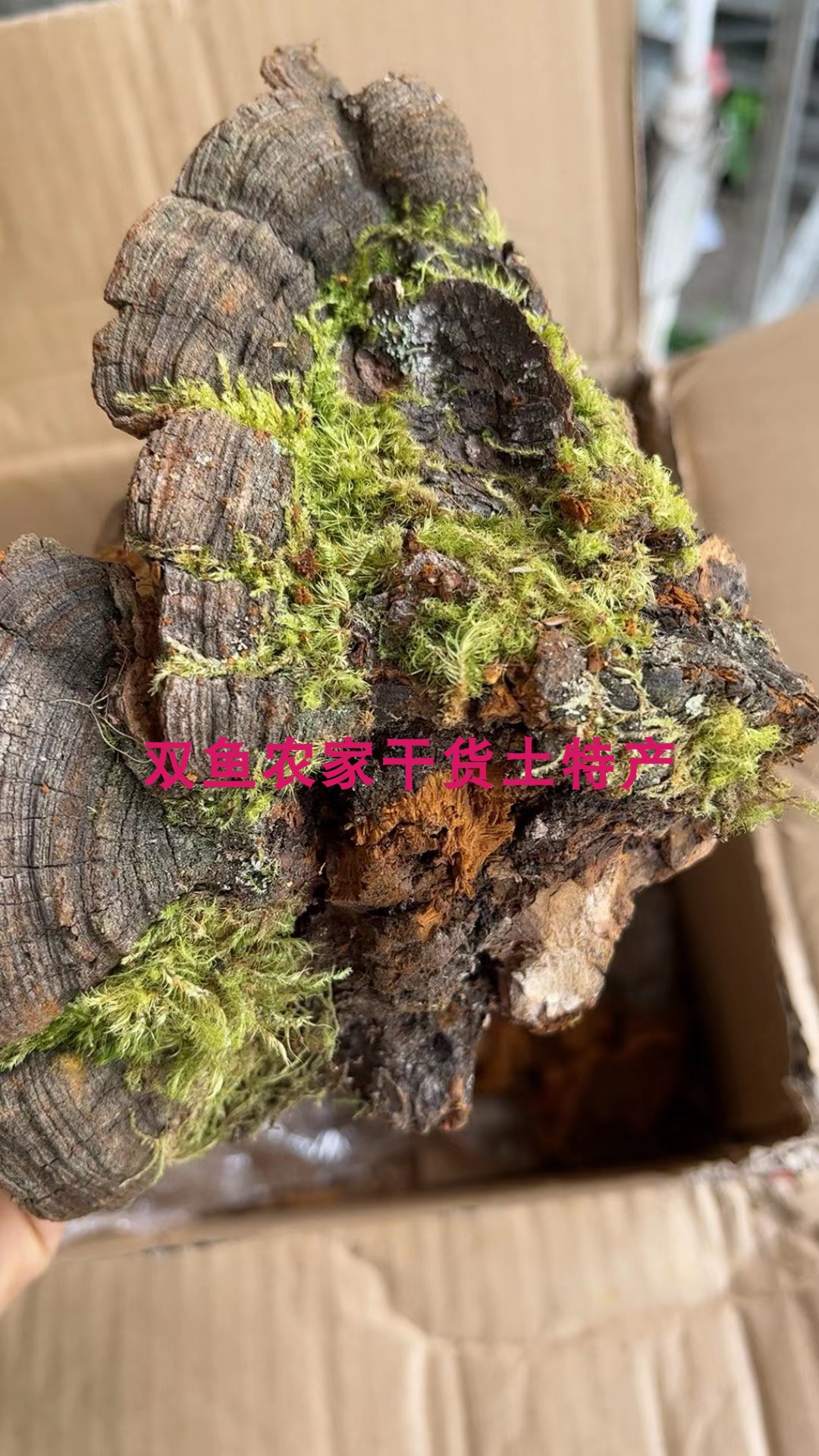 桑黄西藏林芝整朵纯天然非人工种植泡水炖汤500g - 图1