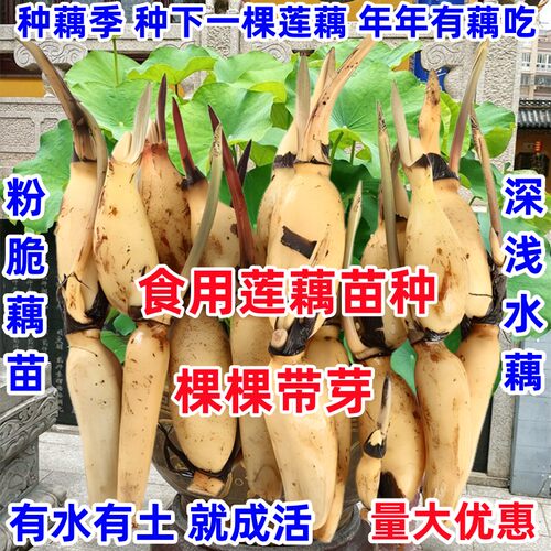 食用莲藕苗种根苗莲藕荷花种藕深浅水盆栽水养缸桶水田观赏粉脆藕 - 图0