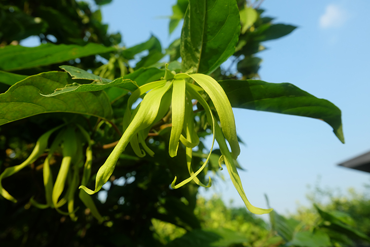 司香尉足迹 2018年春节 斯里兰卡锡兰香料园 肉桂岛游记 - 图0