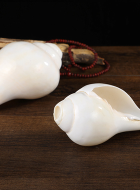 尼泊尔白海螺佛家左旋生物右旋