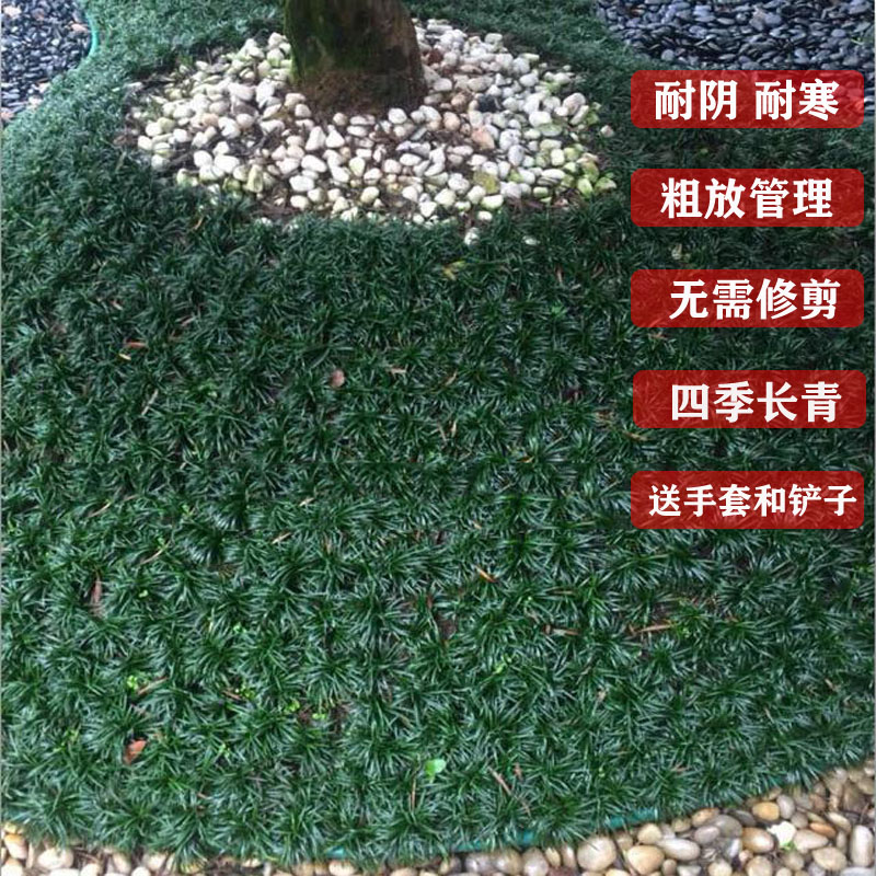 日本矮麦冬草玉龙草庭院草坪绿化麦冬草植物细叶金边麦冬草苗耐寒 - 图2