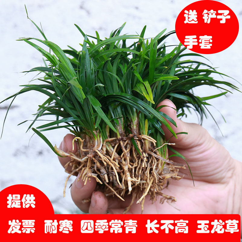 日本矮麦冬草玉龙草庭院草坪绿化麦冬草植物细叶金边麦冬草苗耐寒 - 图1