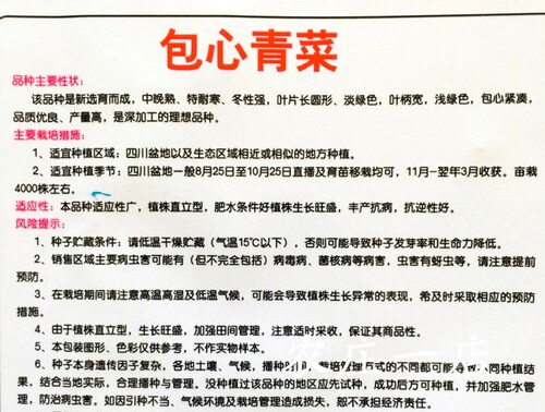 包心青菜种籽宽帮泡青菜四川芥菜酸菜春夏秋冬四季播蔬菜种子孑 - 图2