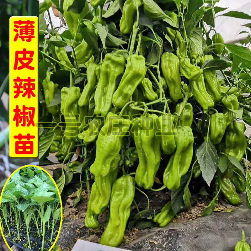 辣椒苗西瓜西红柿秧苗茄子草莓小番茄丝瓜秋葵佛手瓜苗秧蔬菜菜苗 - 图1